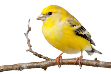 Obraz premium Elegant American goldfinch with vivid yellow feathers and fine details of its wings isolated on transparent background