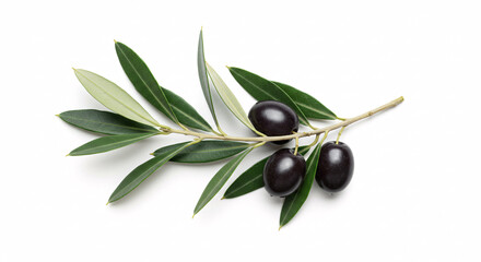 Black Olives on Branch: Ripe, dark black olives cling to a vibrant green olive branch, their rich color contrasting beautifully with the lush foliage. A simple.