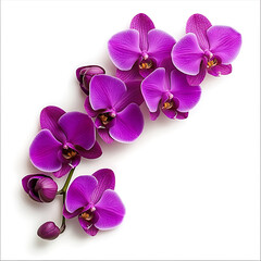A sprig of deep purple orchids blossoms against a stark white background, creating a visually striking and elegant composition.