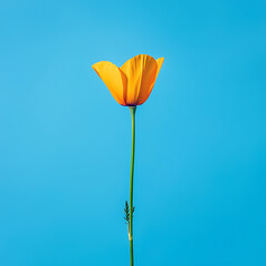 Fototapeta premium Golden bloom, long stem, set against a serene backdrop of clear blue.