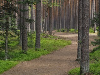 Beautiful spring forest in Roztocze, Podkarpacie