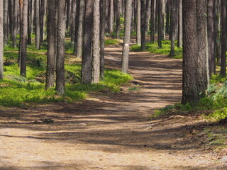 Beautiful spring forest in Roztocze, Podkarpacie