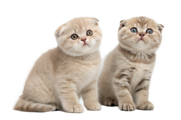 Two Scottish fold kittens isolated on a white background. Scottish fold cute kittens sitting on white background