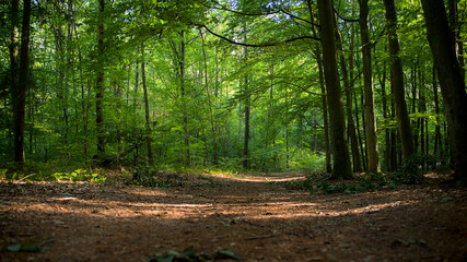 Droga leśna © Stefan