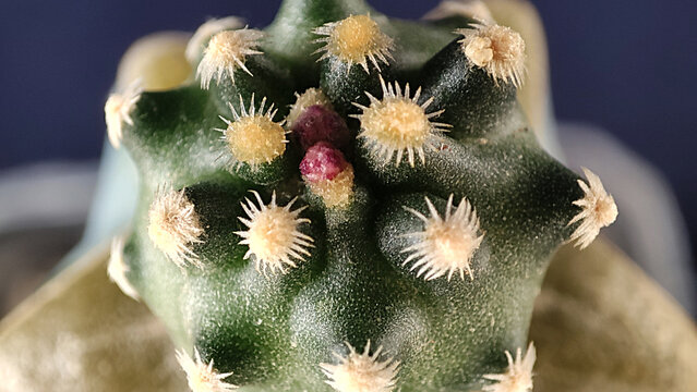 Pediocactus