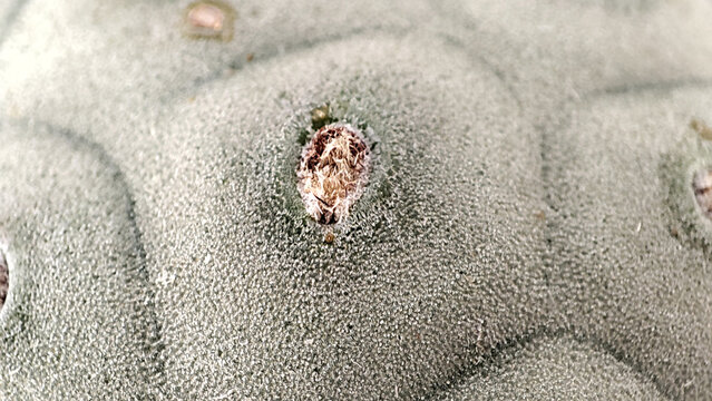 Tephrocactus