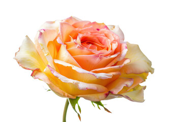 Detailed View of a Rose in Full Bloom Close-Up