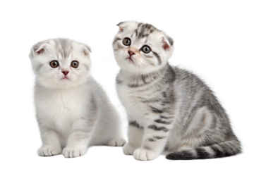Two grey Scottish fold kittens isolated on a white background. Scottish fold cute kittens sitting on white background