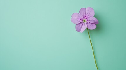 Single light purple flower on a mint green background.