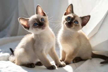  Two tonkinese kittens on white background. Tonkinese kittens sitting in sunlight © Selena Moore