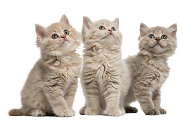 Three Selkirk rex kittens isolated on white. Selkirk rex kittens sitting in front of white background
