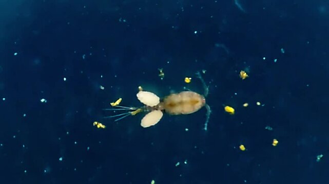 Female copepod in freshwater under microscope