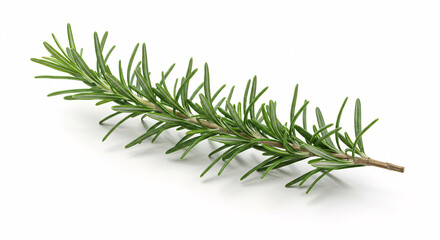 Fototapeta premium Sprig of rosemary, fresh herb, isolated on white background.