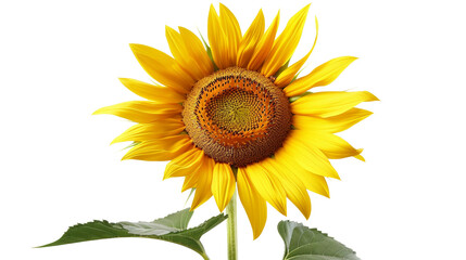 Obraz premium Detailed sunflower center on a pure white background