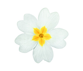 English primrose small flower isolated on transparent background