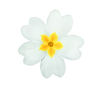 English primrose small flower isolated on transparent background