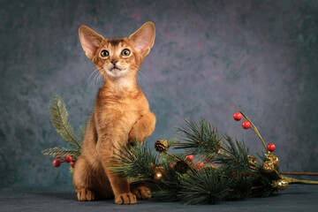 Portrait of a red kitten with a Christmas tree. Abyssinian kitten celebrates the new year