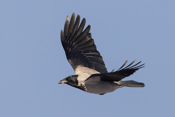 Hooded Crow Corvus cornix in flight against blue sky on Insel usedom, germany
