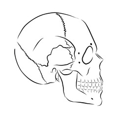 Linear drawing of a human skull in profile. Vector illustration