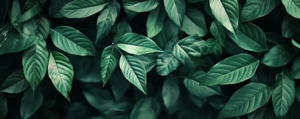 Green background for people who want to use graphics advertising.