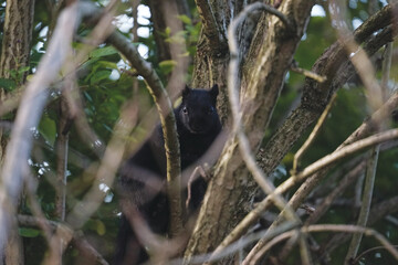 A black squirrel in the park
