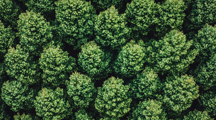 A thuja hedge with a vibrant green texture creates a modern, bright background, symbolizing peace, growth, and natural beauty, offering an empty space for captions and representing calm amid chaos