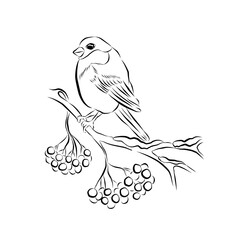 Linear drawing of a sniger sitting on a branch. Vector illustration