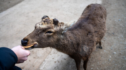 Fototapeta premium deer eating from a hand