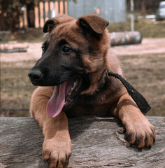german shepherd puppy