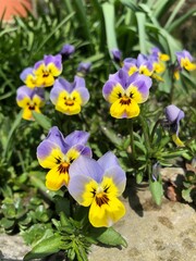 tricolor violet