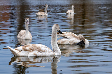 Swans swimming gracefully in a tranquil lake during the late afternoon