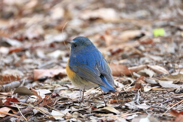 The blue bird of hapiness that can be seen up close up in winter