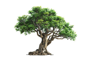 Enchanted Magic Tree