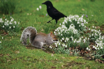 squirrel and snowdrop and crow in the park