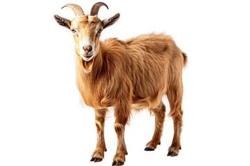 Obraz premium Patas Goat Grazing