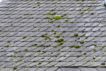 Green moss residue on roof shingles