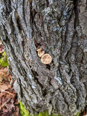 Young Dryad's Saddle Mushrooms (Polyporus squamosus or Pheasant Back) growing on a tree trunk in the forest