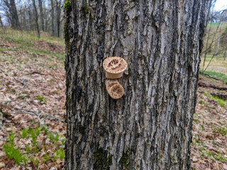 Young Dryad's Saddle Mushrooms (Polyporus squamosus or Pheasant Back) growing on a tree trunk in the forest