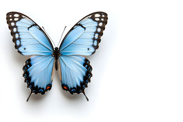 Fototapeta premium beautiful butterfly isolated on white