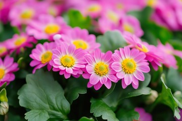 Obraz premium Vibrant pink daisies blooming in a garden setting
