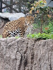 leopard on a tree