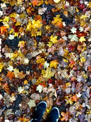 colorful autumn leaves