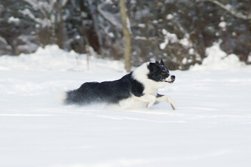 Active black and white Border Collie dog running fast on a snow in winter