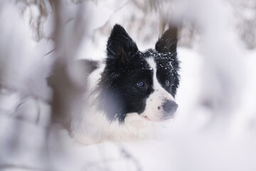 The portrait of a cute black and white old senior Border Collie dog posing outdoors in a snow in winter