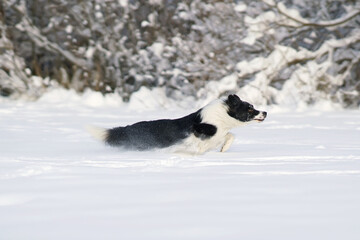 Active black and white Border Collie dog running fast on a snow in winter