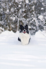 Funny black and white Border Collie dog running fast on a snow in winter