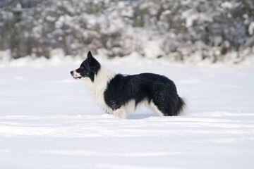 Obedient black and white Border Collie dog posing outdoors standing on a snow in winter