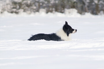 Obedient black and white Border Collie dog posing outdoors lying down on a snow in winter