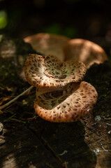 Fototapeta premium Sunlight hits Dryad's Saddle Mushrooms (Polyporus squamosus or Pheasant Back) growing on a tree trunk in a dark forest