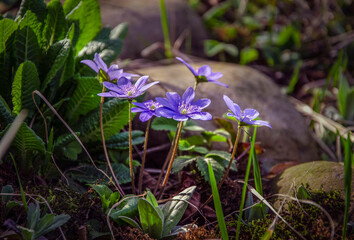 Blooming first spring flowers liverwort in the garden.